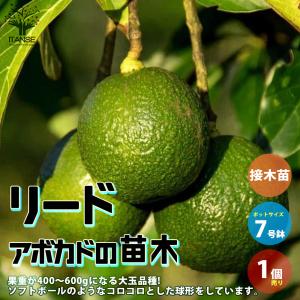 アボカド 苗 【メキシコーラ】 2年生 接ぎ木苗 : 苗木の専門店