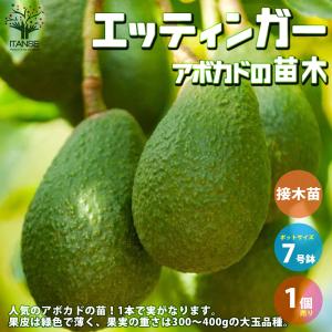 【国産アボカド】　アボカド苗　品種　ベーコン　希少 ITANSE アボカドの苗木 品種：ベーコン(Bタイプ) 果樹の苗木 接木苗
