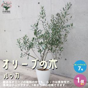 オリーブルッカの商品一覧 通販 Yahoo ショッピング