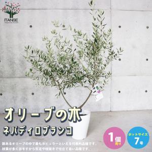 オリーブ ネバディロブランコの商品一覧 通販 Yahoo ショッピング