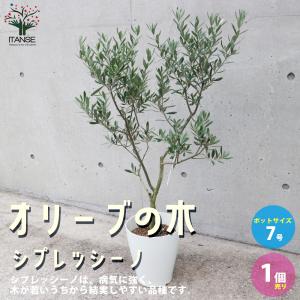 ITANSE スイート種無ザクロ モラールデエルチェ 果樹の苗木 4号鉢