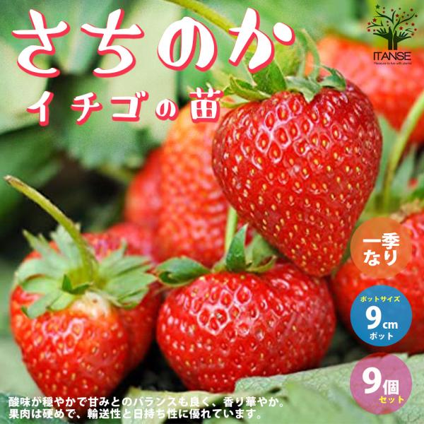 ITANSE いちごの苗 品種：さちのか 野菜の苗 9cmポット苗 お買い得9個セット 人気 家庭菜...