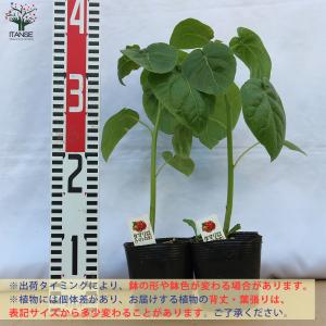 ITANSE トマトの木 タマリロ 果樹苗 自...の詳細画像1