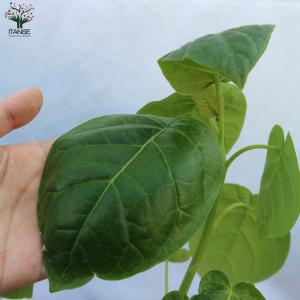 ITANSE トマトの木 タマリロ 果樹苗 自...の詳細画像3