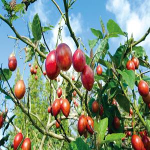 ITANSE トマトの木 タマリロ 果樹苗 自...の詳細画像4