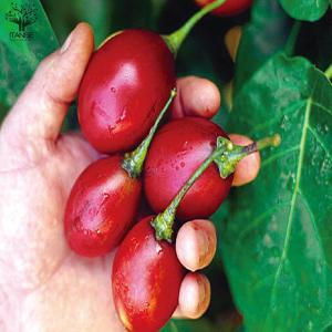 ITANSE トマトの木 タマリロ 果樹苗 自...の詳細画像5