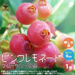 ITANSE ブルーベリー ピンクレモネード 果樹の苗 3.5号ポット/1個売り