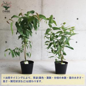 ITANSE レモンユーカリ (香り) ハーブ...の詳細画像2