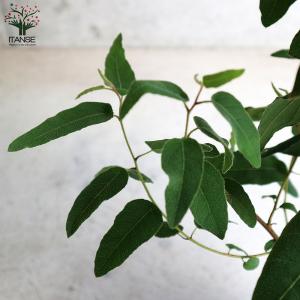 ITANSE レモンユーカリ (香り) ハーブ...の詳細画像5