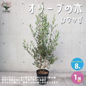 日本花キ流通 マンゴー 苗 紅龍 6号鉢 送料無料 アップルマンゴー 接木