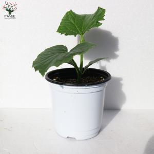 ITANSE キュウリの苗 ずーっととれるキュ...の詳細画像2