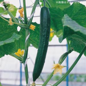 ITANSE キュウリの苗 ずーっととれるキュ...の詳細画像5