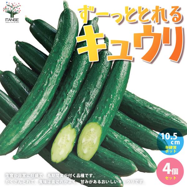 ITANSE キュウリの苗 ずーっととれるキュウリ 野菜の苗 自根苗 10.5cmポット 4個セット...