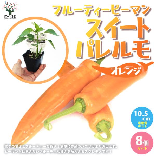 ITANSE ピーマンの苗 フルーティーピーマン スイートパレルモ オレンジ 野菜苗 自根苗 9cm...