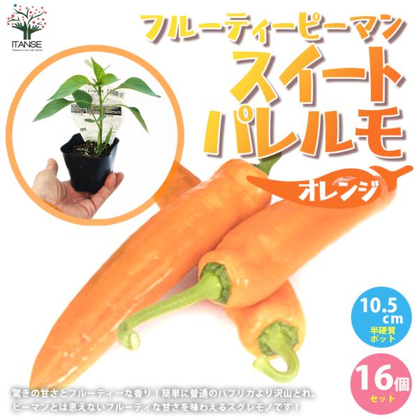 ITANSE ピーマンの苗 フルーティーピーマン スイートパレルモ オレンジ 野菜苗 自根苗 9cm...