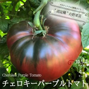 大玉トマト苗 チェロキーパープルトマトの苗 固定種野菜の苗 自根苗 10.5cmポット 4個セットの商品画像