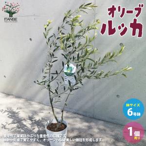 オリーブ苗木 ルッカの商品一覧 通販 Yahoo ショッピング