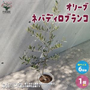 ITANSE オリーブの苗木 品種：ネバディロブランコ 果樹の苗木 6号鉢 1個売り 果樹 果物 栽培 趣味 園芸 ガーデニング 送料無料 イタンセ公式