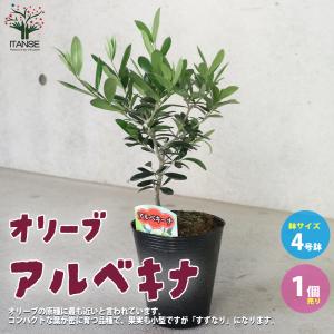鬼クルミの木 約1.2m 現品発送 特大植木苗木 大苗 果樹 オニグルミ 鬼