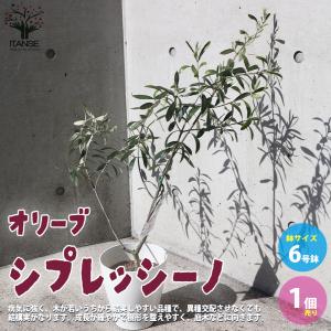 ITANSE オリーブの苗木 品種：シプレッシーノ 果樹の苗木 6号白プラテーパー鉢 1個売り 果樹 果物 栽培 趣味 園芸 ガーデニング 送料無料 イタンセ公式