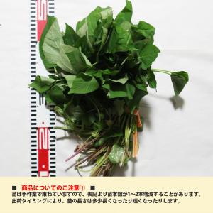 ITANSE さつまいも切苗 品種:紅はるか(...の詳細画像1