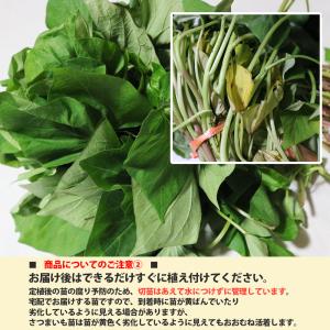 ITANSE さつまいも切苗 品種:紅はるか(...の詳細画像2