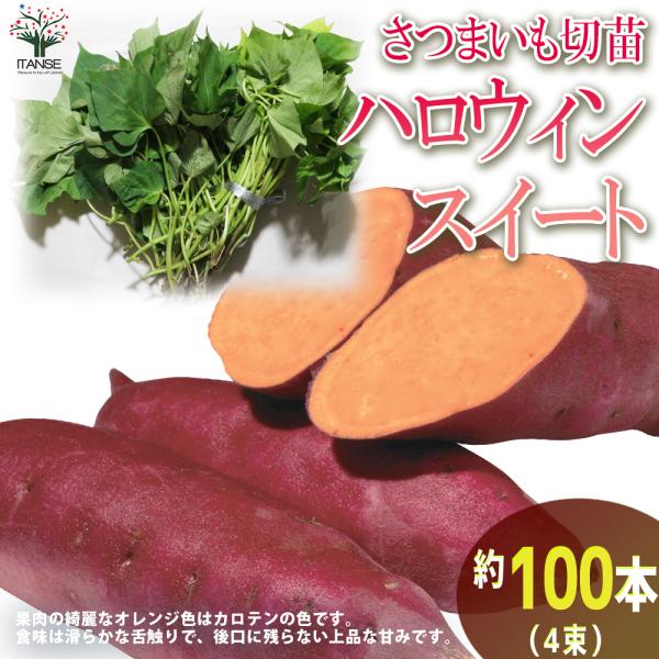 ITANSE さつまいも切苗 品種：ハロウィンスイート 予約商品 野菜の苗 切苗：約100本(25本...