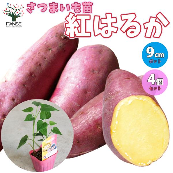 ITANSE さつまいもの苗 紅はるか(ベニハルカ) 野菜の苗 つる取り用 9cmポット お買い得4...