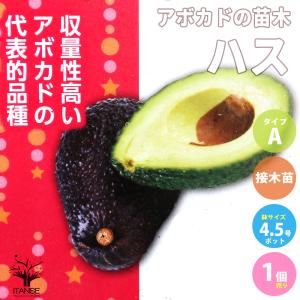アボカド 苗 【2品種選べる アボカド栽培セット】 2年生 接ぎ木苗
