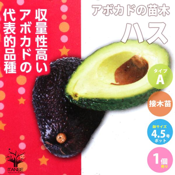 ITANSE アボカドの苗木 品種：ハス(Aタイプ) 果樹の苗木 接木苗 13.5cmポット 1個売...