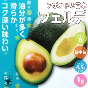 国華園 アボカド メキシコーラグランデ Aタイプ 1株 果樹苗 : 花と緑