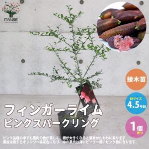 ITANSE フィンガーライムの苗木 ピンクスパークリング 果樹の苗木 接木苗 4.5号 1個売り 栽培 趣味 園芸 ガーデニング 送料無料 イタンセ公式