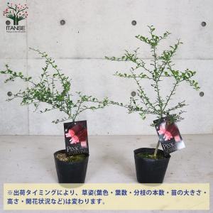 ITANSE フィンガーライムの苗木 ピンクス...の詳細画像2