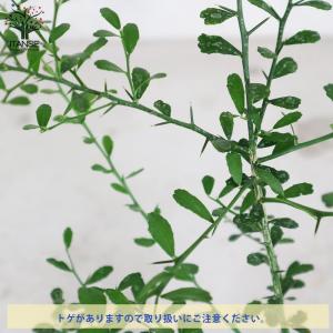 ITANSE フィンガーライムの苗木 ピンクス...の詳細画像5