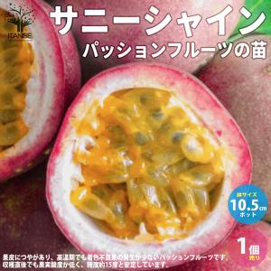 パッションフルーツ イエロー 5号 ポット大苗 : 苗木部 花ひろば