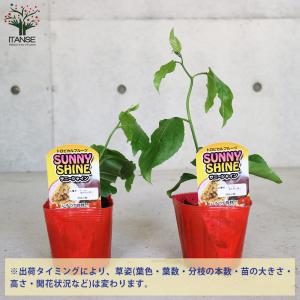 ITANSE パッションフルーツ サニーシャイ...の詳細画像2