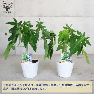 ITANSE 石垣珊瑚パパイヤ 果樹の苗木 メ...の詳細画像2
