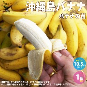 ITANSE バナナ苗 アケビバナナ(耐寒性バナナ) 果樹苗 10.5cmポット 1個