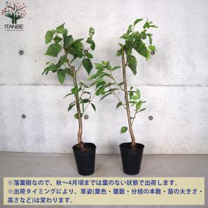 ITANSE さくらんぼ苗 暖地桜桃(だんちお...の詳細画像2