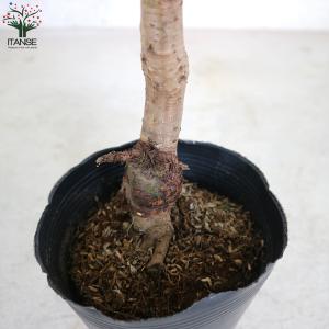 ITANSE さくらんぼ苗 暖地桜桃(だんちお...の詳細画像3
