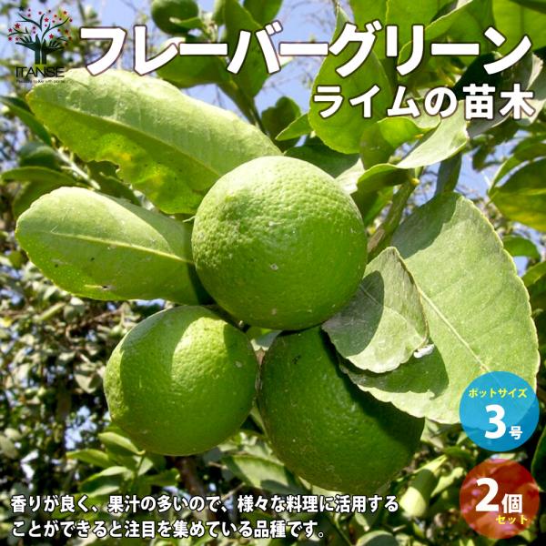 ITANSE ライム フレーバーグリーン 果樹の苗 9cmポット 2個セット 果樹 果物 栽培 趣味...