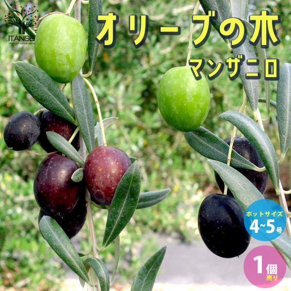 ITANSE オリーブの苗木 品種：マンザニロ 果樹の苗木 4〜5号ポット 1個売り 果樹 果物 栽...