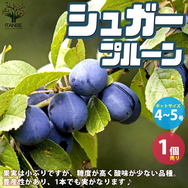 ITANSE プルーンの苗 品種：シュガープルーン 果樹の苗木 4〜5号ポット 1個売り 果樹 果物...