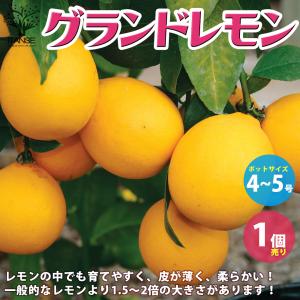 日本花キ流通 ライチ 苗 茘枝 5号鉢 送料無料 ライチー レイシ 接木苗