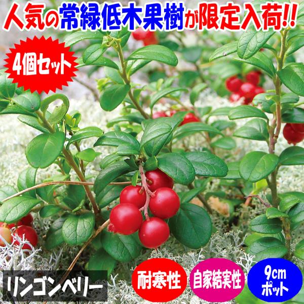 ITANSE リンゴンベリー 果樹の苗 9cmポット お買い得4個セット 果樹 果物 栽培 趣味 園...