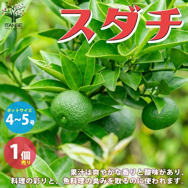 ITANSE スダチの苗 果樹の苗木 接木苗 4〜5号ポット 1個売り 果樹 果物 栽培 趣味 ガー...