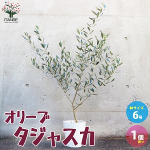 栗の苗木 天津甘栗 果樹の苗木 4号/1個売り 栗苗 栗の苗 栗の木 くりの