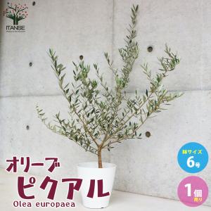 小倉園 オリーブ・オヒブランカ(現行種) 8号鉢 オリーブの木 鉢植え