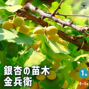 栗の苗木 天津甘栗 果樹の苗木 4号/1個売り 栗苗 栗の苗 栗の木 くりの