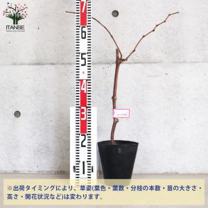 ITANSE ぶどうの苗 BKシードレス接木 ...の詳細画像1